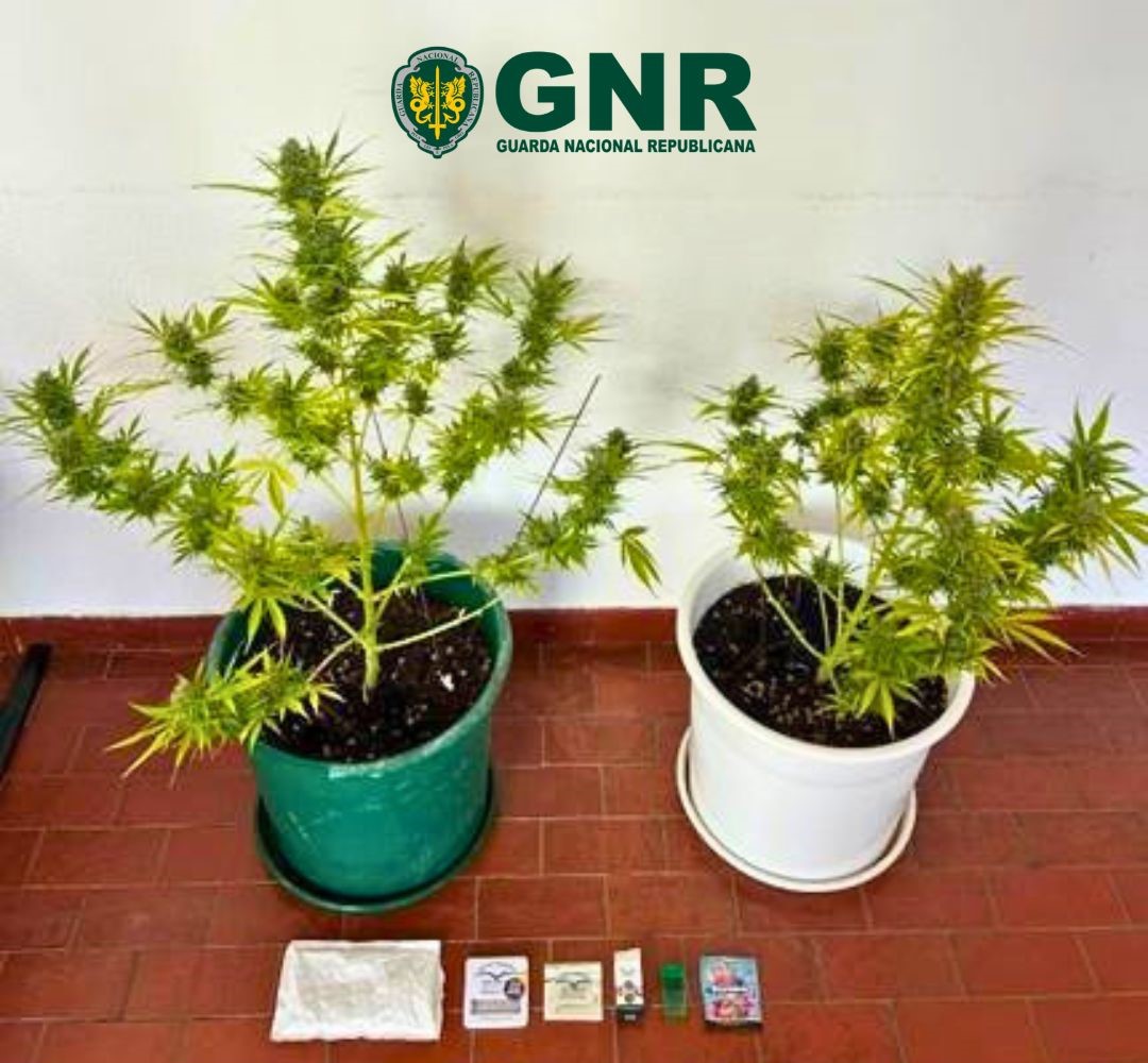 Sines: Homem detido por cultivo de canábis