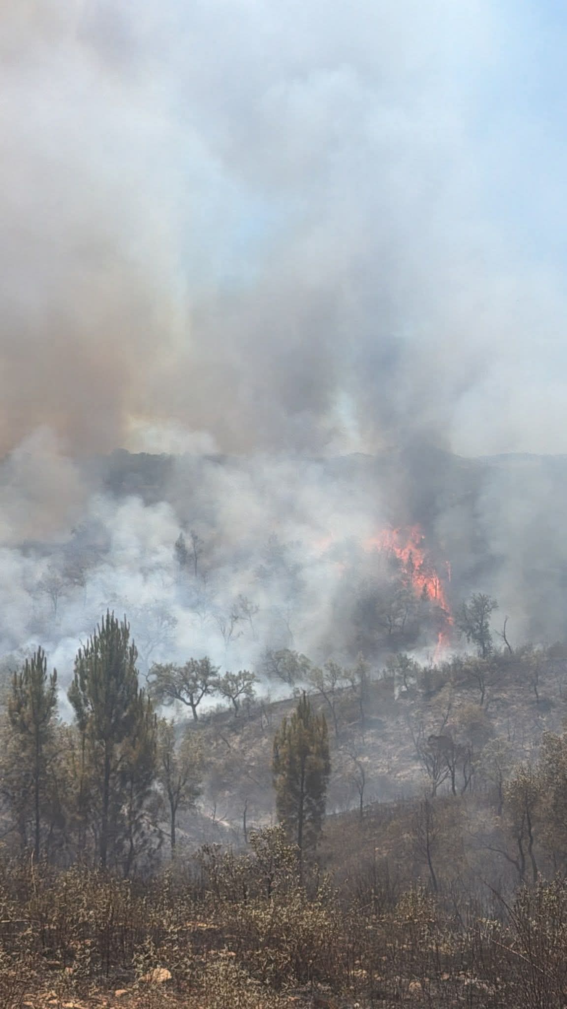 Incêndio em São Luís, Odemira Mobiliza Mais de 140 Operacionais e Meios Aéreos com Casas em Perigo