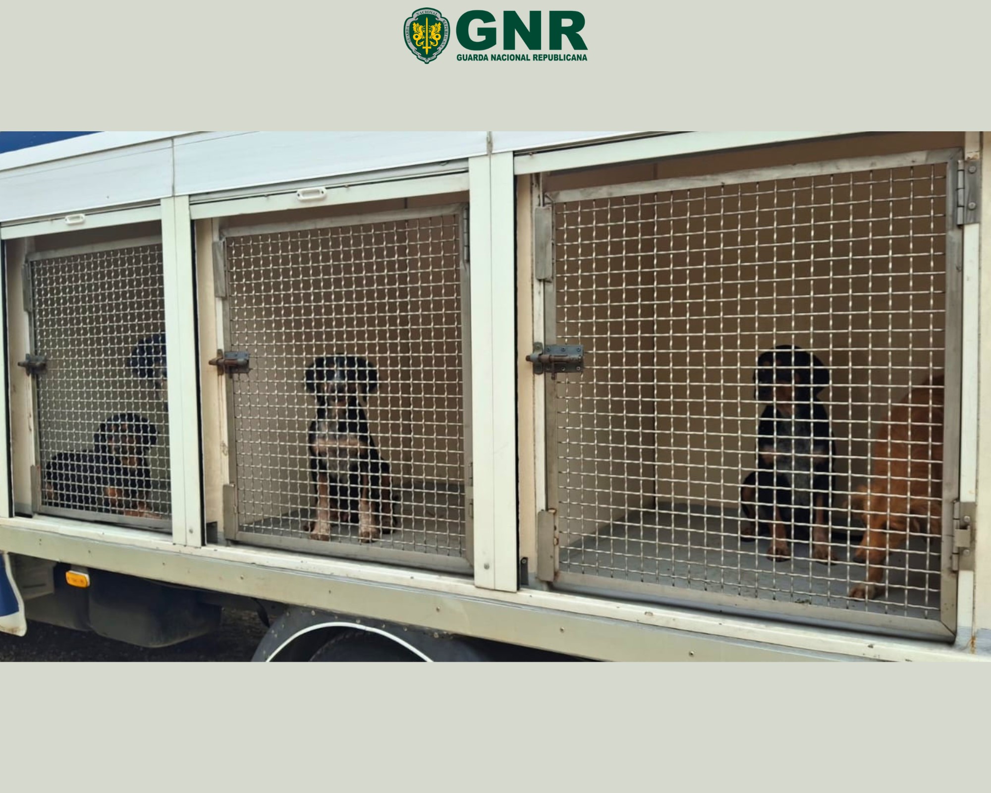 Loures – Resgate de 20 canídeos em perigo